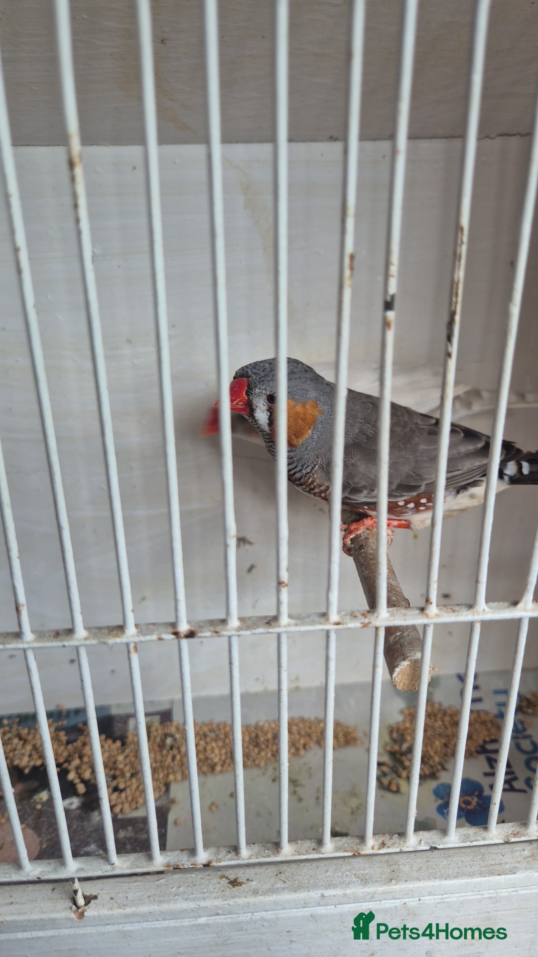 Finches birds for sale: ZEBRA FINCHES FOR SALE - Image 2