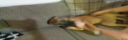 Mixed Breed dogs for sale: Nova  in Market Drayton - Advert 9