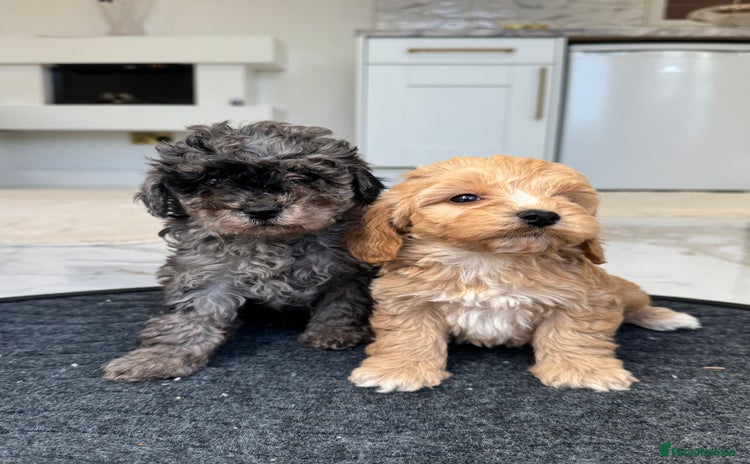 Cockapoo dogs F1 pra clear Cockapoos  - Advert 1