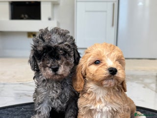 Cockapoo dogs F1 pra clear Cockapoos - Advert 17