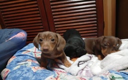 Dachshund dogs for sale: Stunning litter of 4 - Image 4