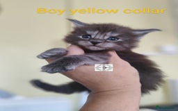 Maine Coon cats for sale: Absolutelly gorgeous kittens  - Image 11