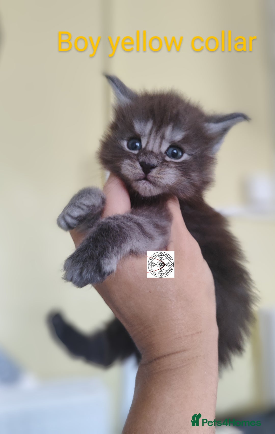 Maine Coon cats for sale: Absolutelly gorgeous kittens  - Image 11