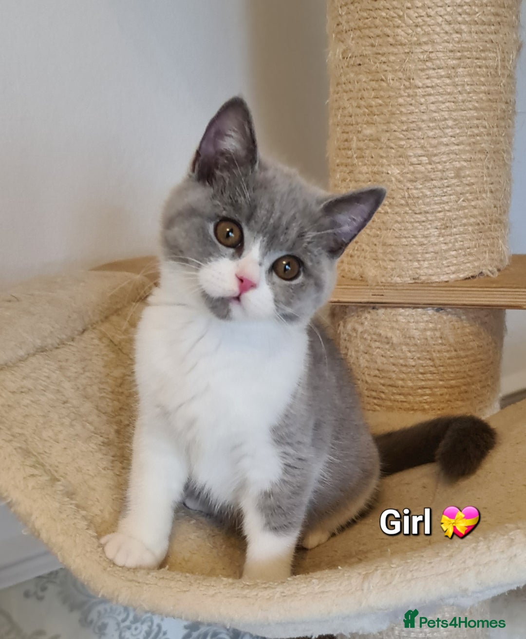 British Shorthair cats for sale: GCCF Lilac,Blue,Bicolor quality BSH kittens  - Image 9