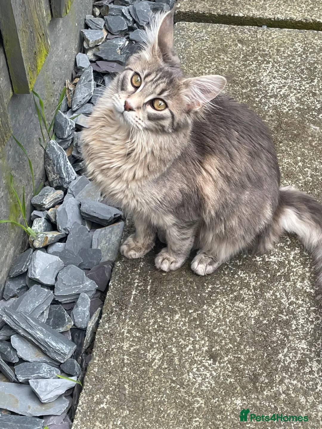 Maine Coon cats for sale:  3 beautiful pedigree Maine coon kittens  - Advert 2