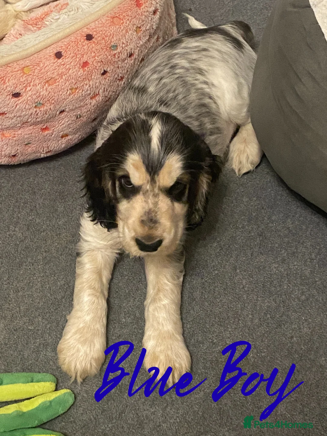 Cocker Spaniel dogs for sale: Stunning Litter of Show Cocker Spaniels  - Advert 34