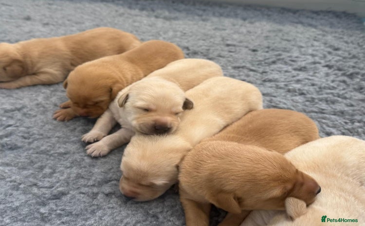 Labrador Retriever dogs - Advert 1