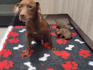 Patterdale Terrier dogs Chocolate Patterdales - Advert 1