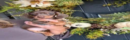 Miniature Dachshund dogs for sale: Beautiful Kc Reg miniature dachshunds  - Advert 27