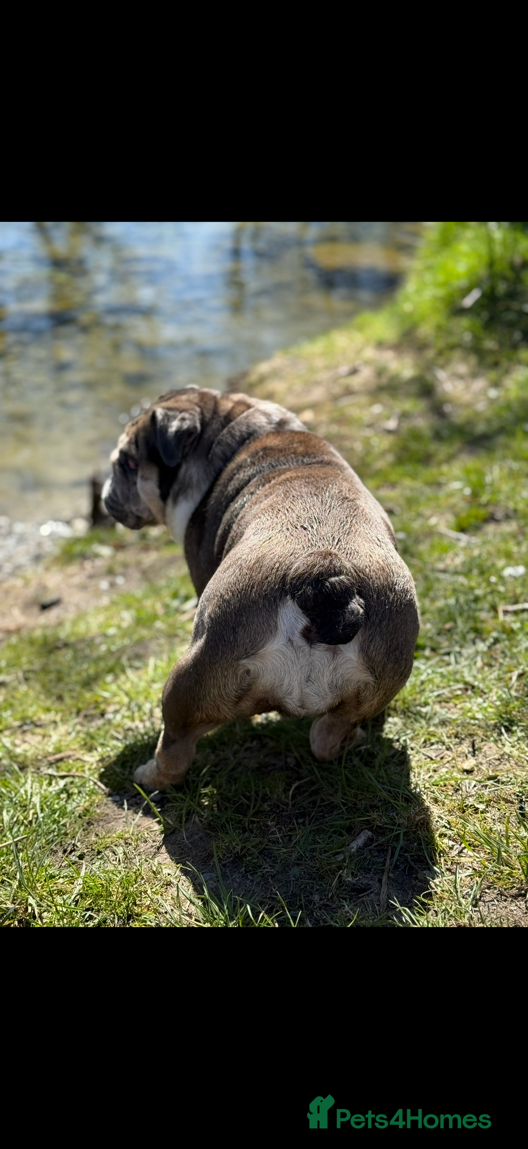 English Bulldog dogs for sale: Nellie English Bulldog  - Image 4