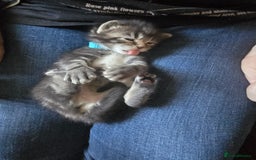 Mixed Breed cats for sale: The Fab Four - Advert 19