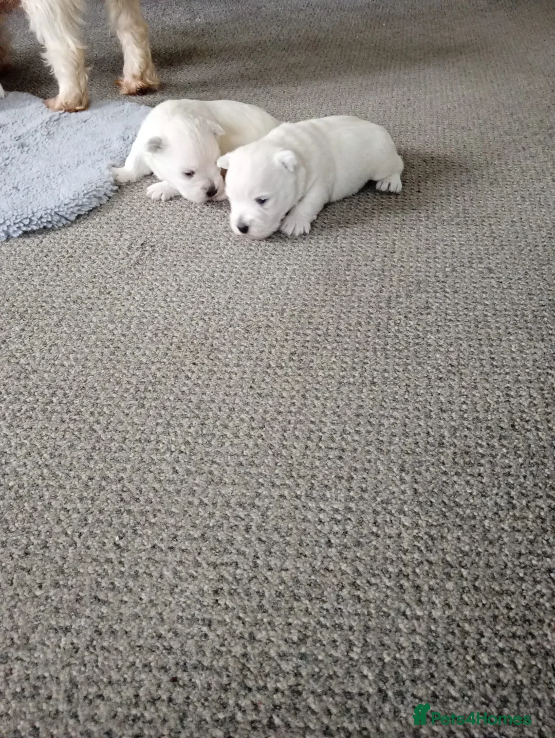 West Highland Terrier dogs for sale: West highland white terrier puppies  in Chichester - Advert 6