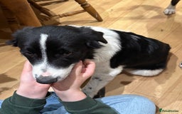 Border Collie dogs for sale: 2 border collies for sale - Image 5