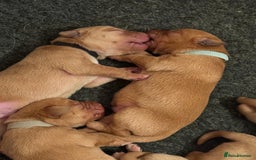 Labrador Retriever dogs for sale: KC Registered Labrador Puppies - Image 5