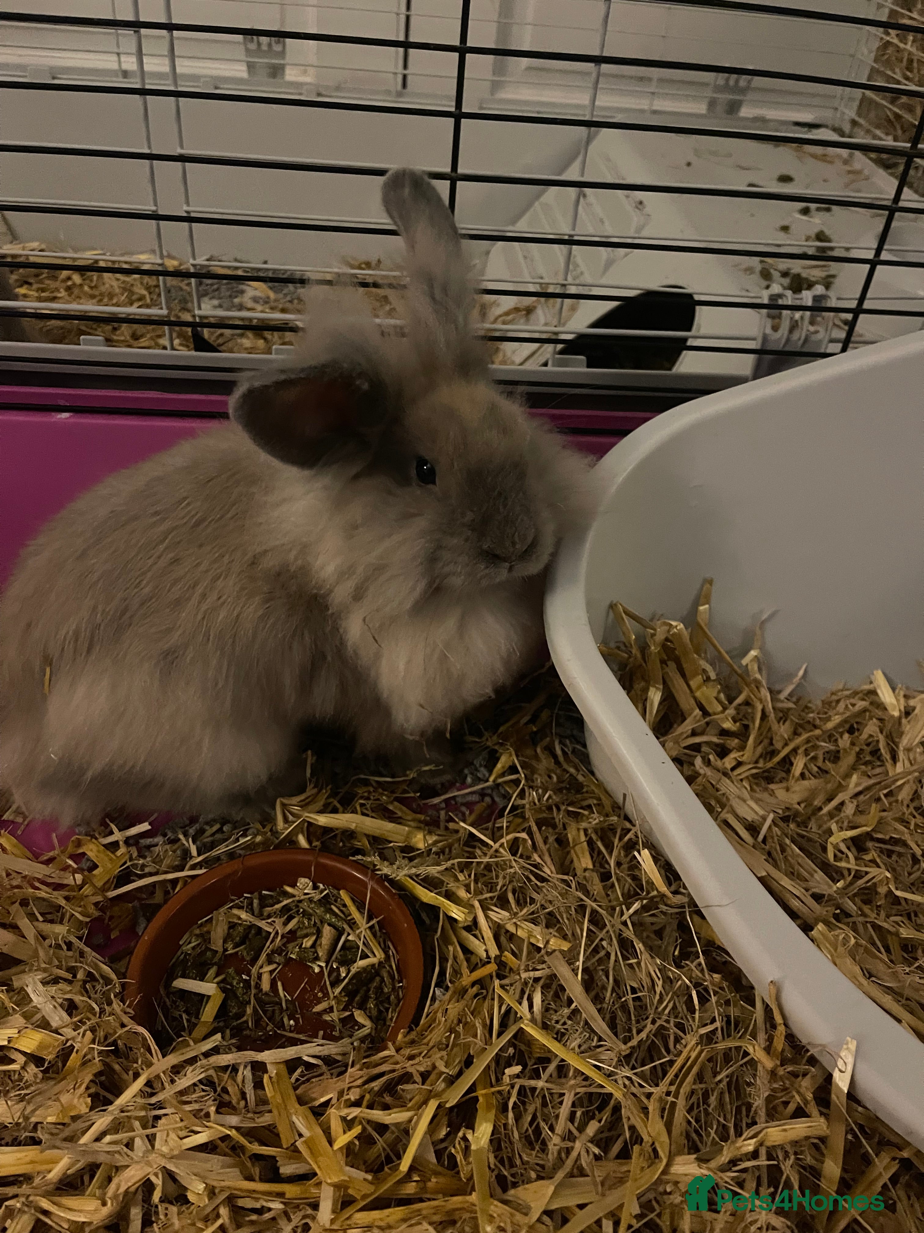 Lionhead rabbits 2 gorgeous lion heads - 3 months. With cage etc - Advert 1
