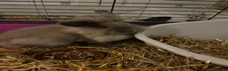 Lionhead rabbits for sale: 2 gorgeous lion heads - 3 months. With cage etc - Advert 1