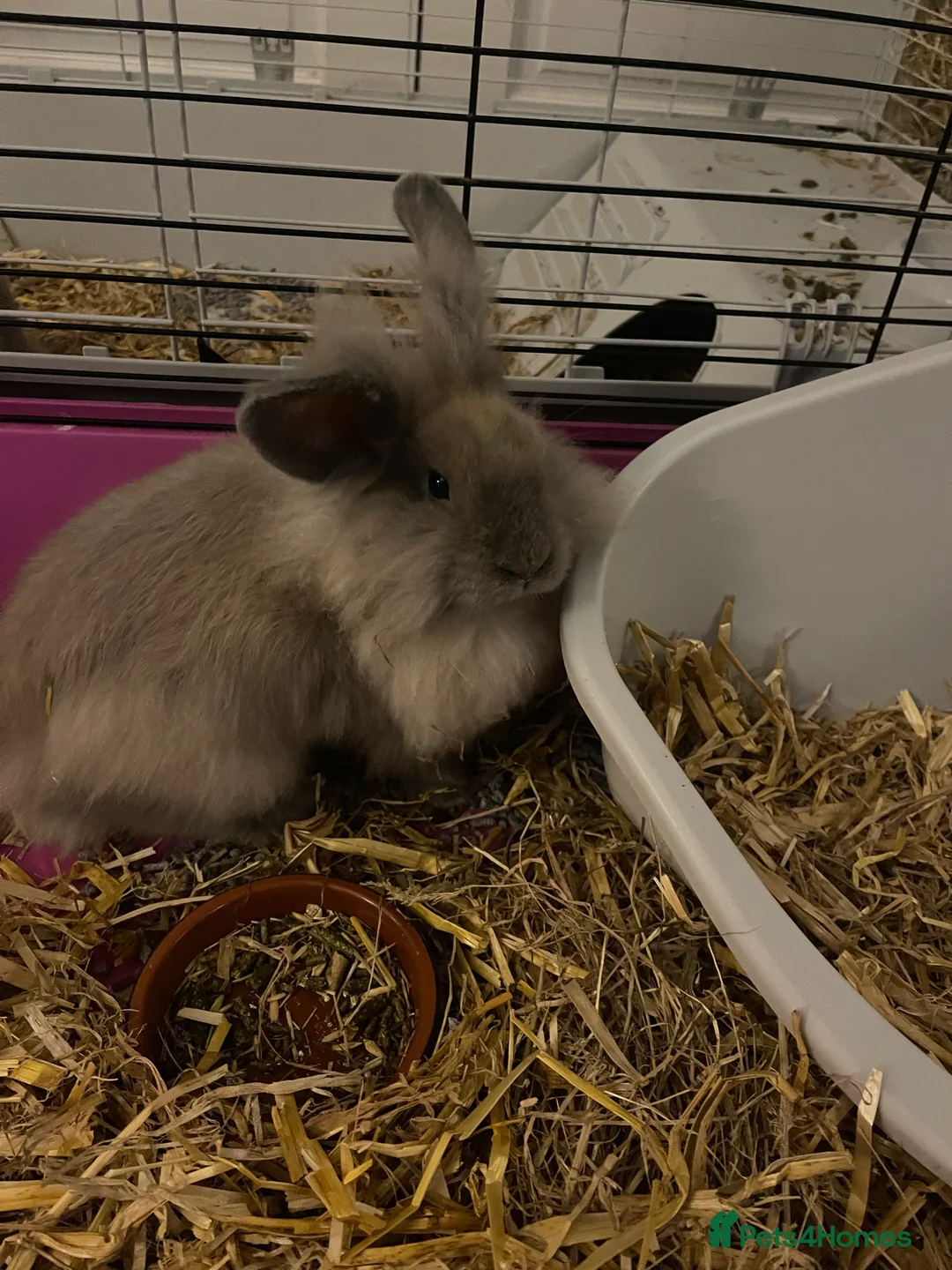 Lionhead rabbits for sale: 2 gorgeous lion heads - 3 months. With cage etc - Advert 1