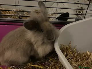 Lionhead rabbits 2 gorgeous lion heads - 3 months. With cage etc - Advert 1