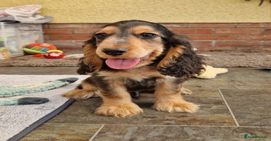Cocker Spaniel dogs - Advert 8