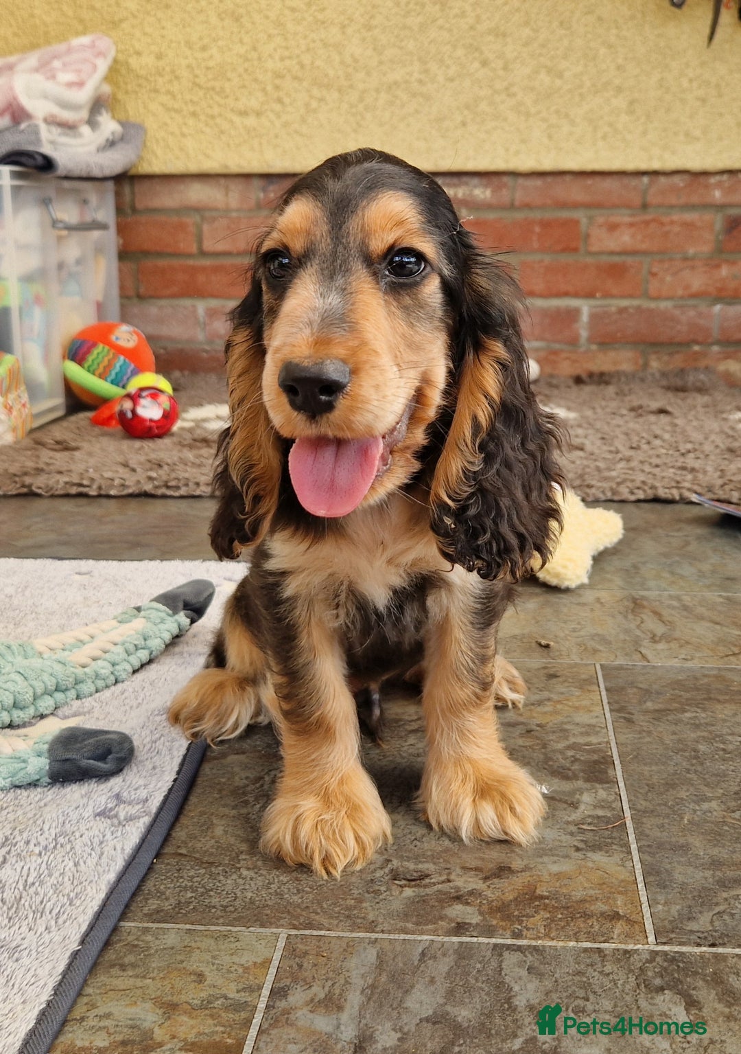 Cocker Spaniel dogs for sale: Applejacks Pedigree Show Cocker Spaniel Puppies - Image 6