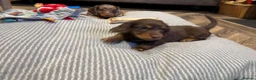 Miniature Dachshund dogs for sale: Long haired miniature dachshund pups - Advert 28