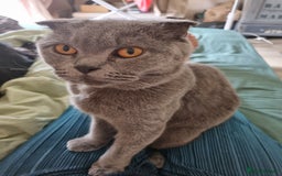 Scottish Fold cats for sale: Gorgeous girl - Image 2