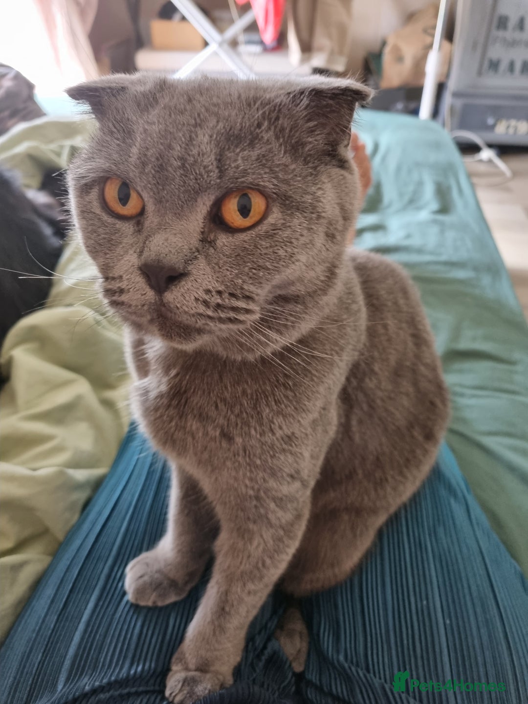 Scottish Fold cats for sale: Gorgeous girl - Image 2