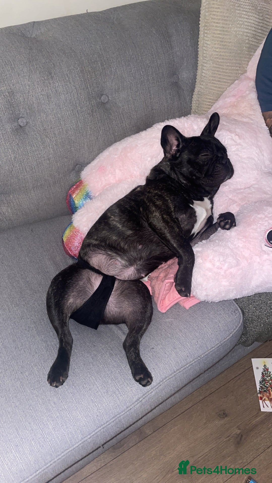 French Bulldog dogs for sale: Olive, 3 year old French bulldog  - Advert 5