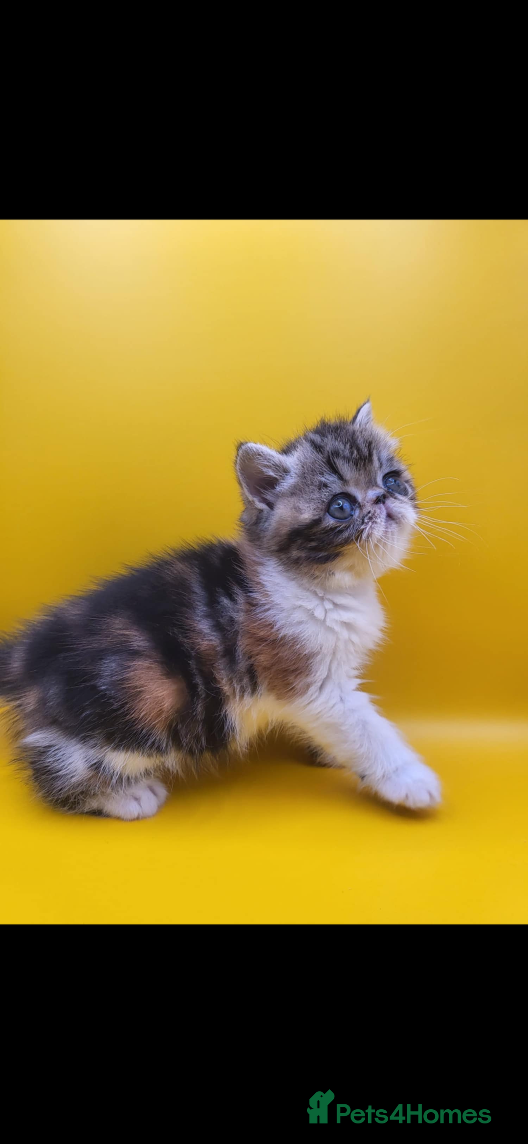 Exotic cats for sale: Exotic kittens  - Advert 15