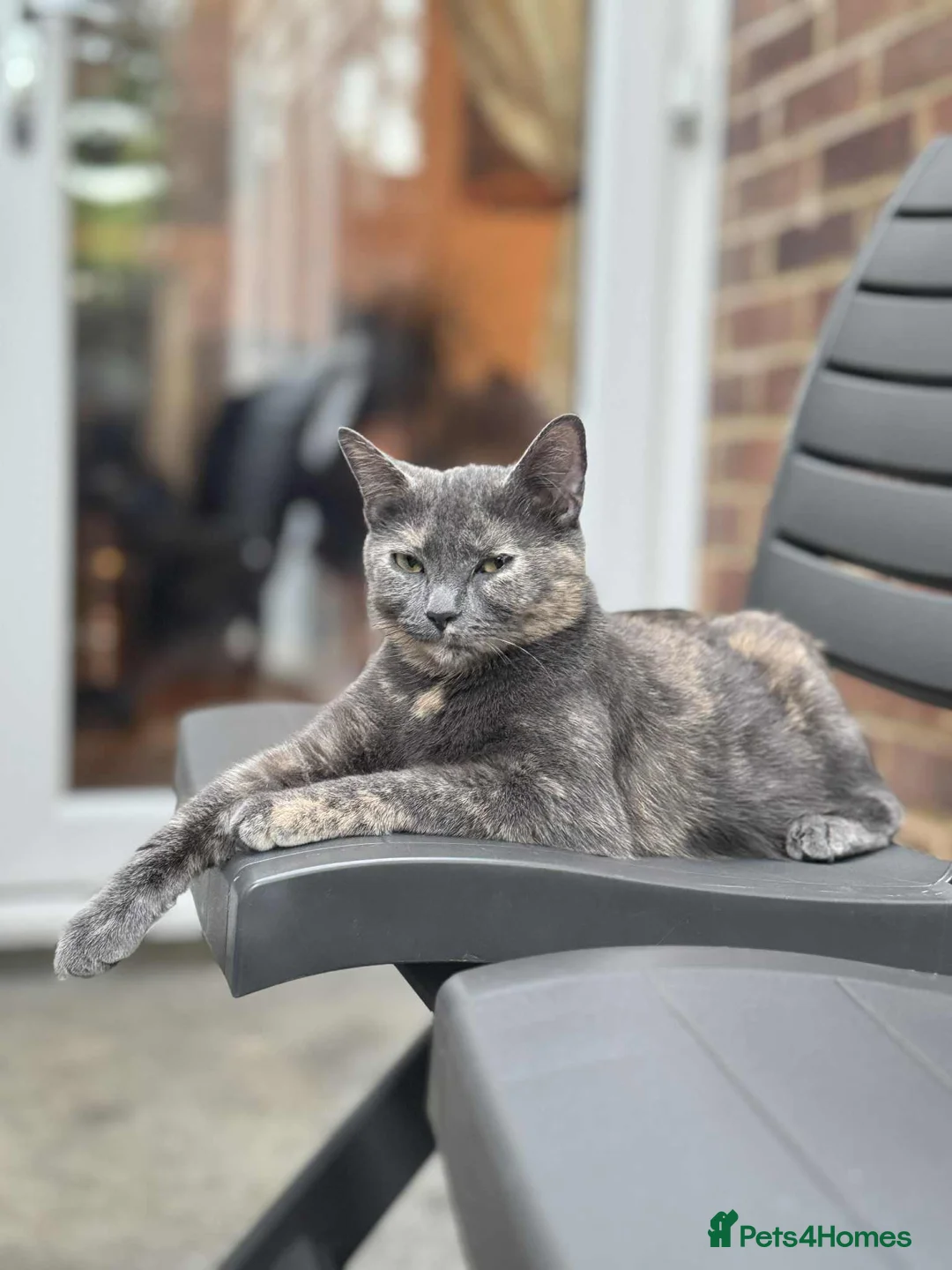 Mixed Breed cats for sale: 2 month kittens in Milton Keynes - Advert 1