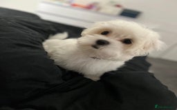 Maltese dogs for sale: 8 month old Female pedigree Maltese  - Image 4