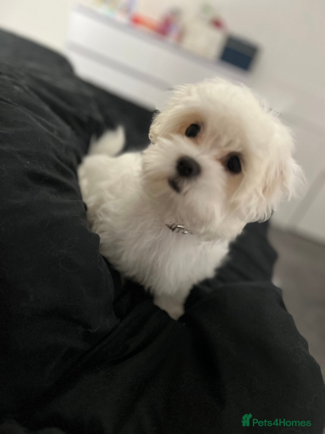 Maltese dogs for sale: 8 month old Female pedigree Maltese  - Image 4