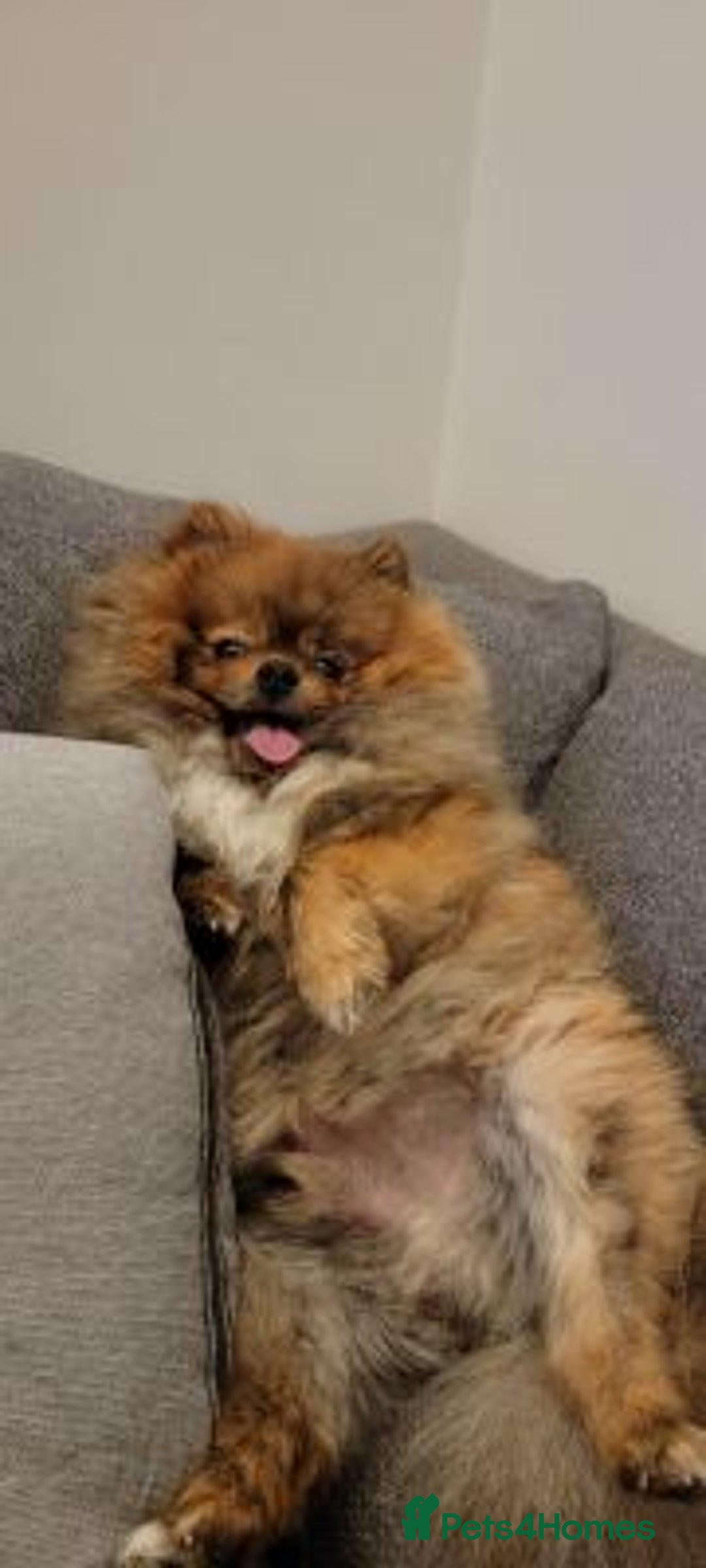 Yorkshire Terrier dogs for sale: handsome Pomeranian - Advert 4