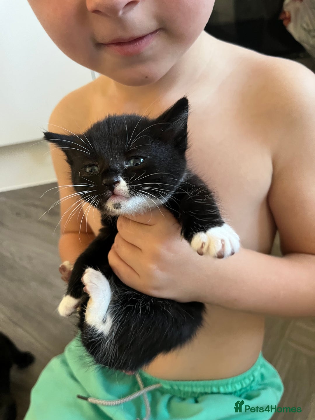 Mixed Breed cats for sale: 5 half Norwegian Forrest cats  - Image 3