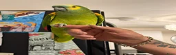 Parrots birds for sale: Amazon parrot in Mansfield - Advert 4