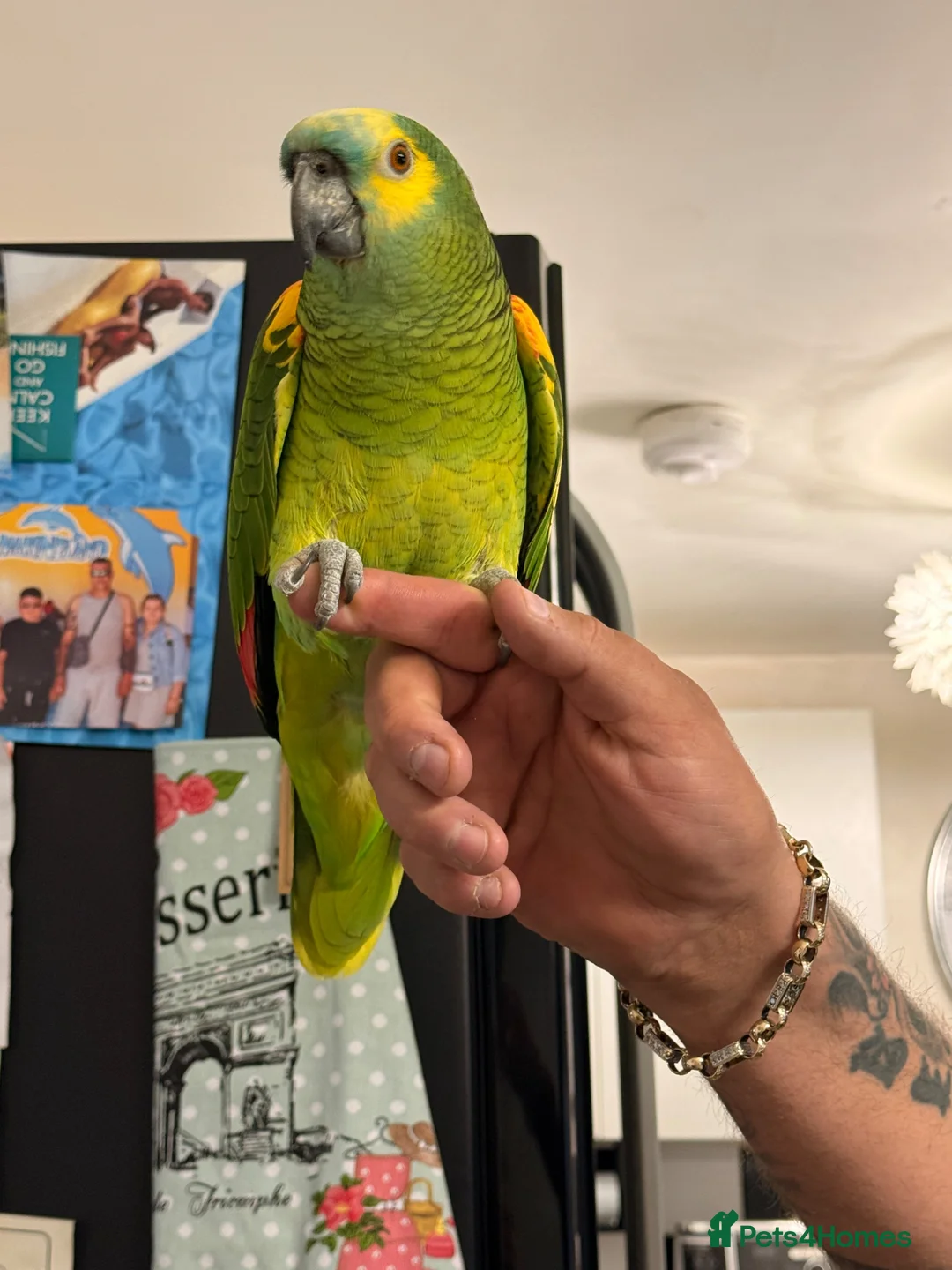 Parrots birds for sale: Amazon parrot in Mansfield - Advert 4