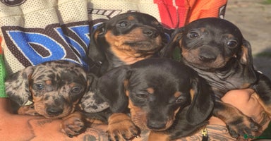 Dachshund dogs - Advert 5
