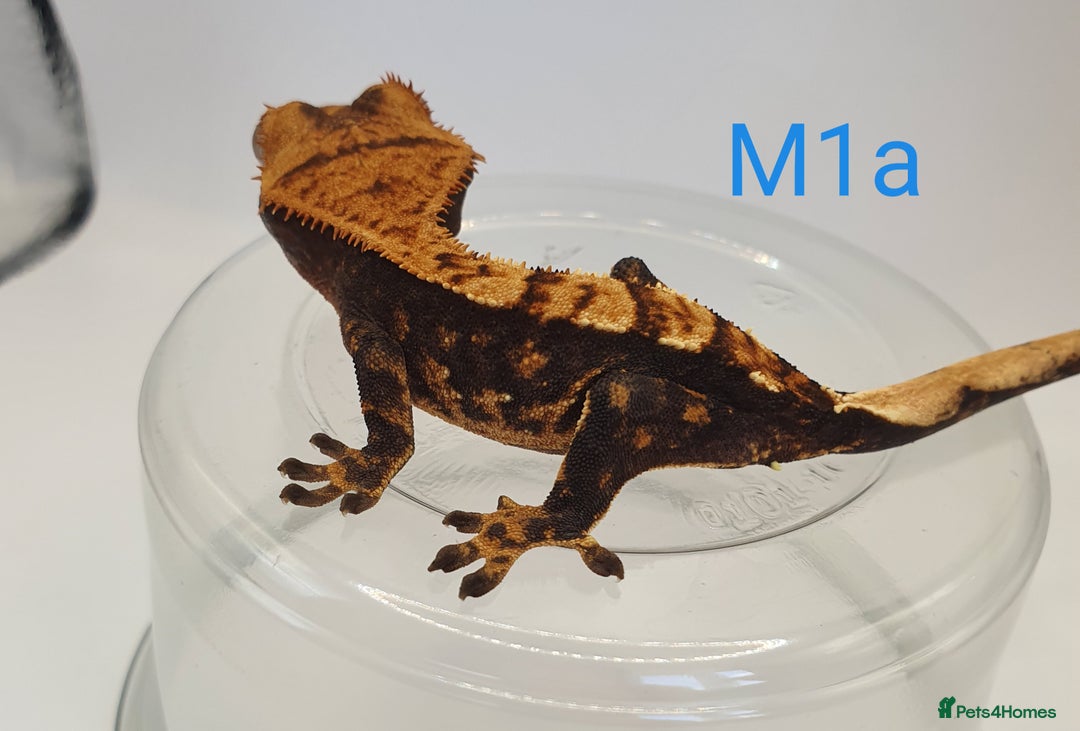 Gecko reptiles for sale: Juvenile Crested Geckos - Image 19