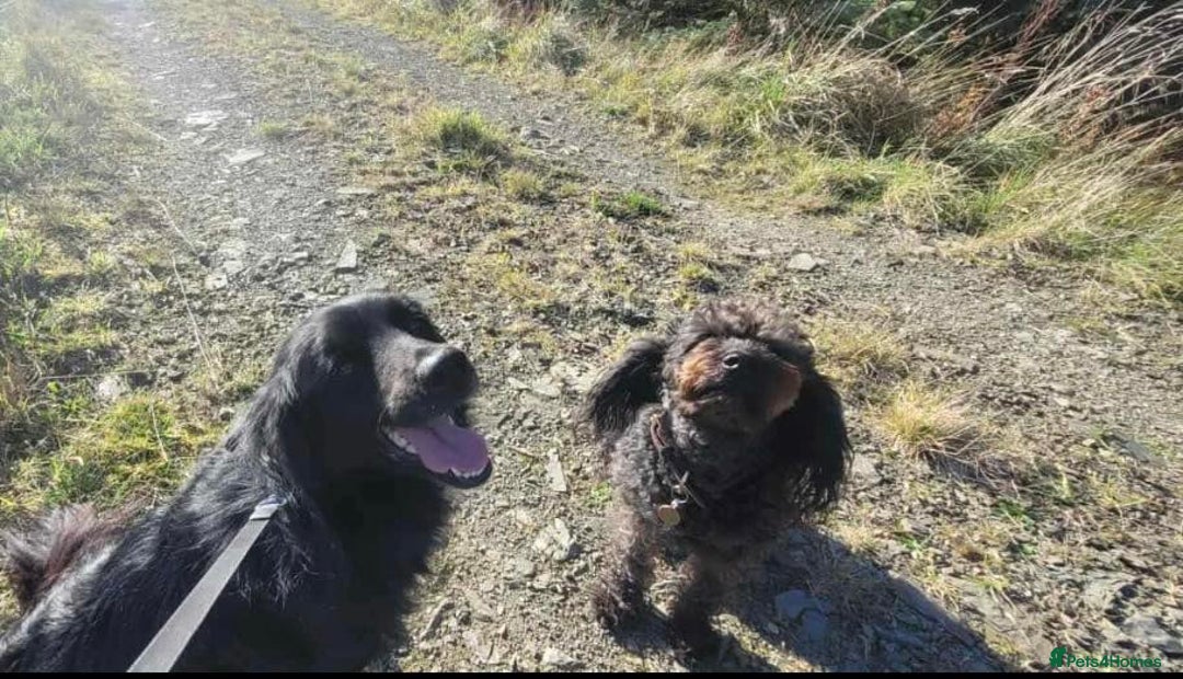 Mixed Breed dogs for adoption: Meet Nero - Advert 7