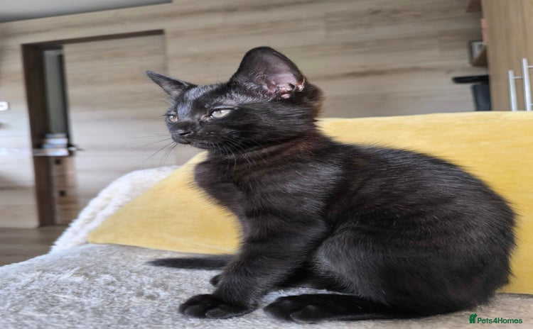 Mixed Breed cats - Advert 15