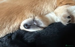 Labrador Retriever dogs for sale: Labrador Love Nuggets - 7 left - Image 2
