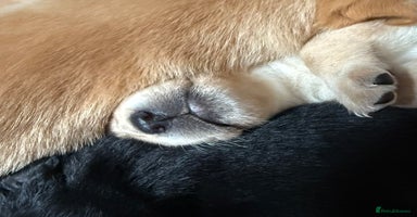 Labrador Retriever dogs - Advert 2