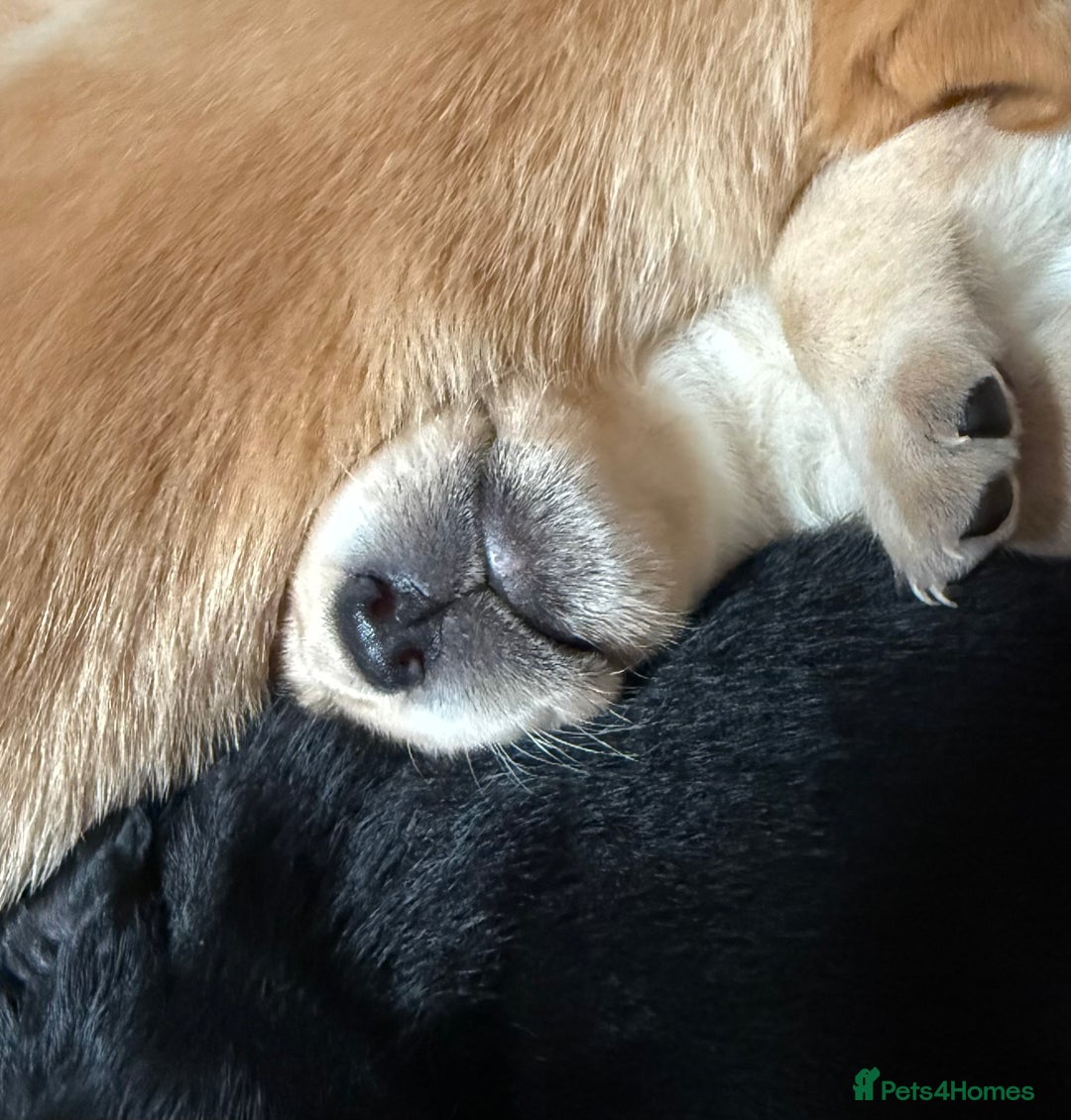 Labrador Retriever dogs for sale: Labrador Love Nuggets - 7 left - Image 2