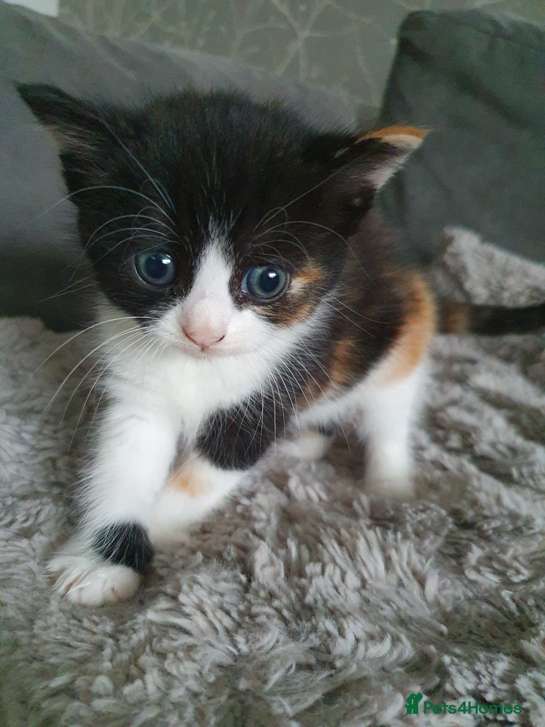 British Shorthair cats for sale: Kittens for sale - Image 11
