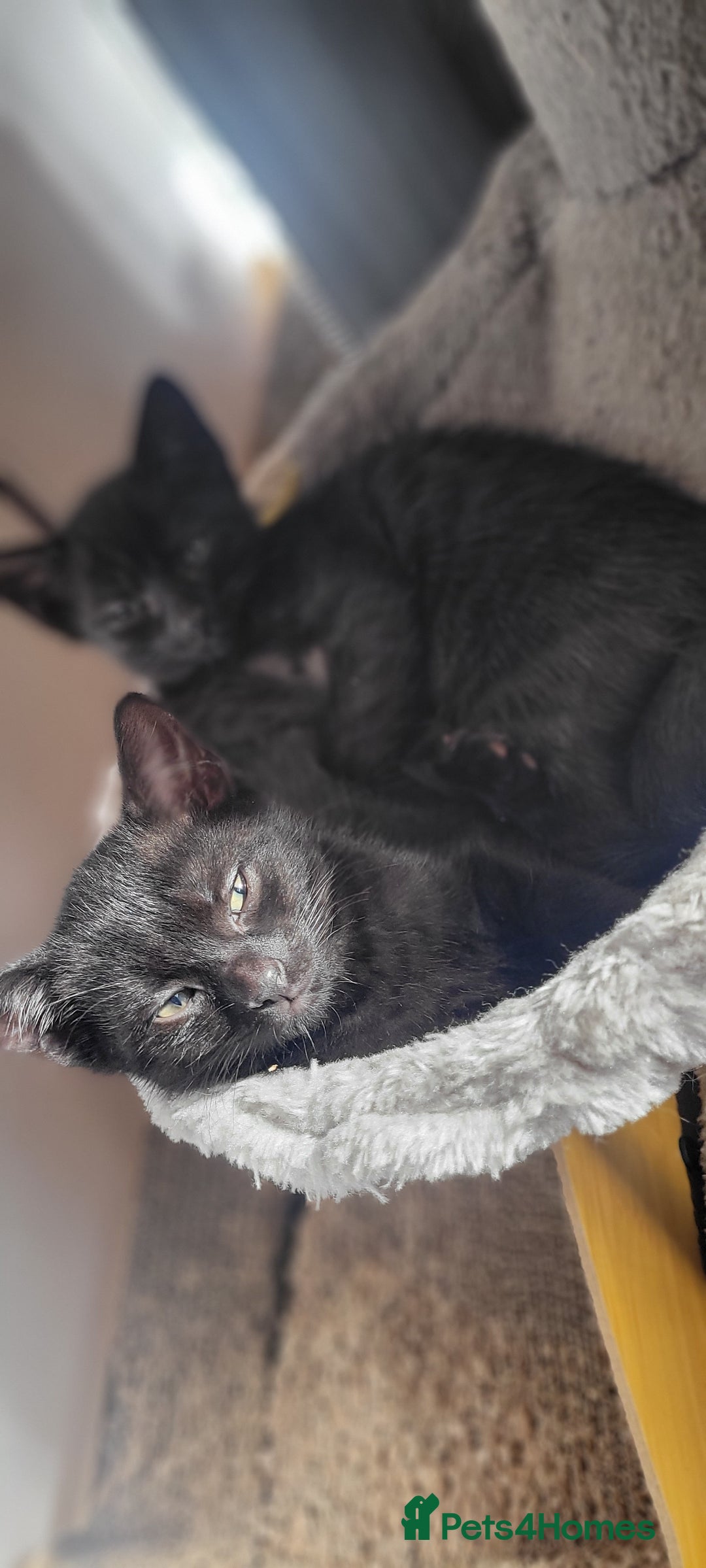 Bengal cats for sale: Black Bengal Kittens - Image 13