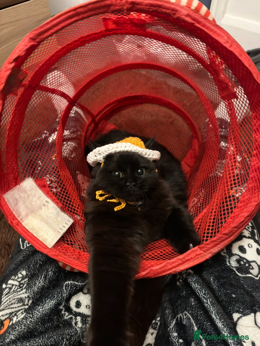 Ragdoll cats for sale: Chocolate Ragdoll mixed breed & Mum - Image 5