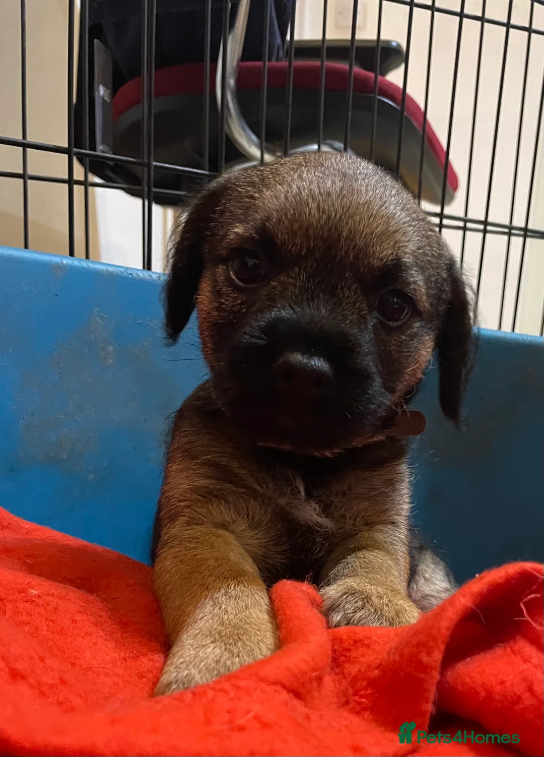 Border Terrier dogs for sale: Border terrier puppies  - Advert 8