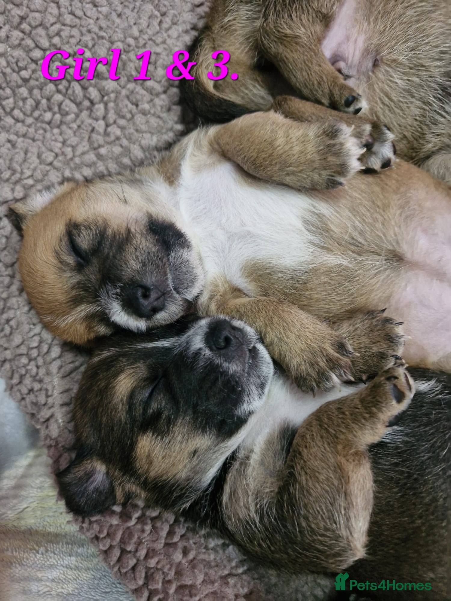 Mixed Breed dogs Border Jack Puppies. - Advert 11