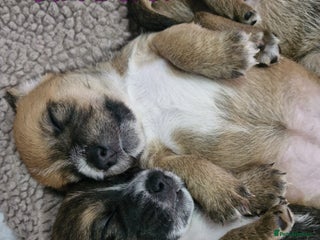 Mixed Breed dogs Border Jack Puppies. - Advert 1
