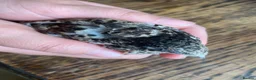 Quail poultry for sale: Chinese Painted/Button Quail Eggs for Sale - Advert 9